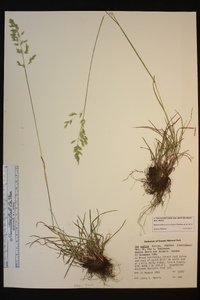 Poa cusickii image